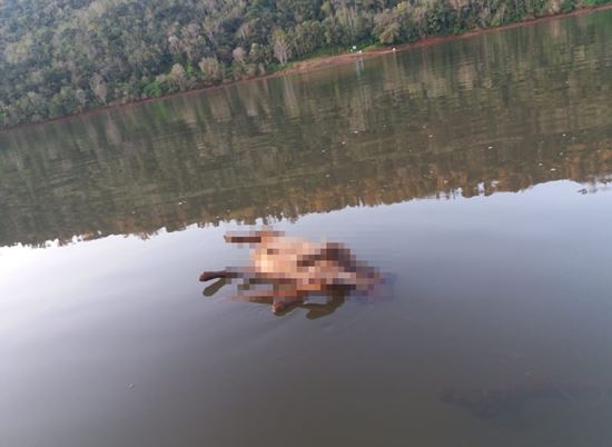 Cão é encontrado morto no lago em Marcelino Ramos