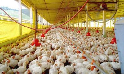 Novas Tendências no consumo de carne asiático mantém setor avícola brasileiro otimista para 2020