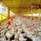 Novas Tendências no consumo de carne asiático mantém setor avícola brasileiro otimista para 2020